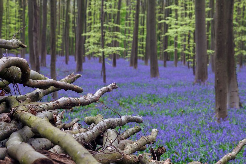 Der Hallerbos von Menno Schaefer