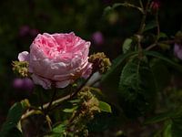 Die Rose in all ihrer Pracht