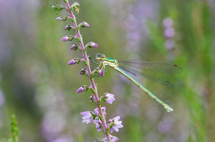Demoiselle pastenague sur une lande par Ivonne Fuhren- van de Kerkhof