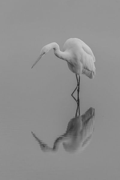 Silberreiher schwarz und weiß von David van der Schaaf
