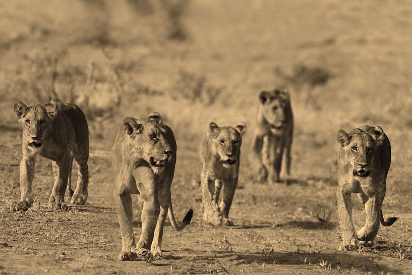 Samburu Lions on the move by Roland Smeets