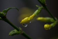 winter jasmine in bud