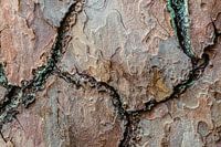Détail de l'écorce d'un arbre