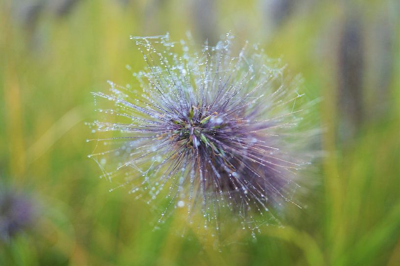 Dauwdruppels by Annabel van Wensveen