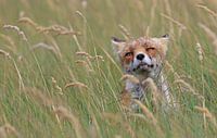 Der Fuchs im Schilf