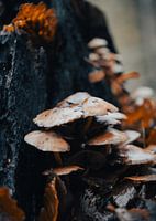 Dutch Autumn Mushrooms