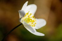 Die Buschwindröschen