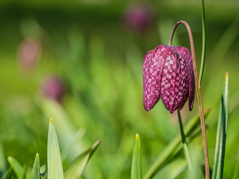 Schachblume von Jeroen de Jongh Fotografie