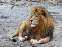 Liggende leeuw na een maaltijd