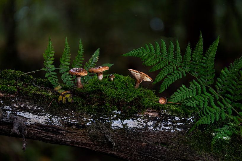 Mushroom scene by John Linders