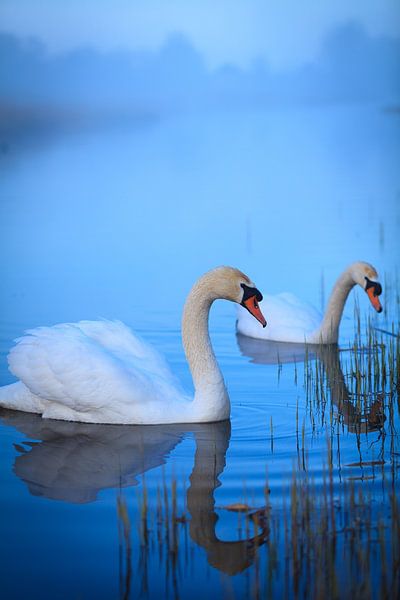 Cygnes blancs dans la lumière du matin par Ron Buist