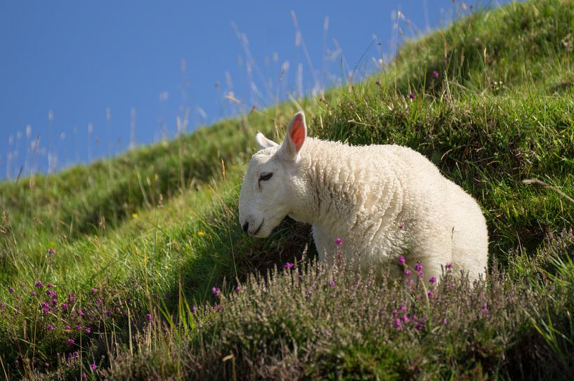 young sheep by Andrea Ooms