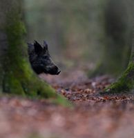 Wildschwein im Buchenwald