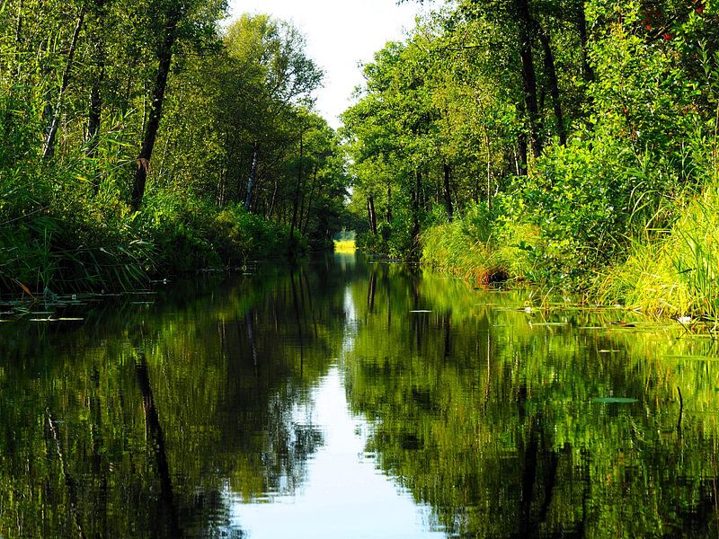 Forest and water by Janny Talhout