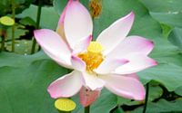 Lotusblume 