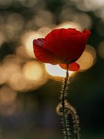 Poppy during golden hour