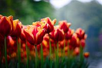 Dutch tulips