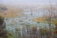 Tourbière brumeuse