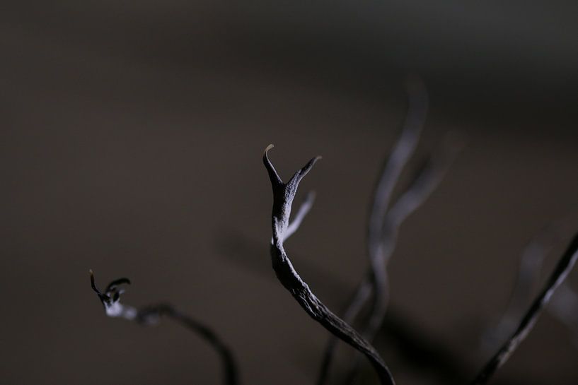 Geweizwammen by Pim van der Horst