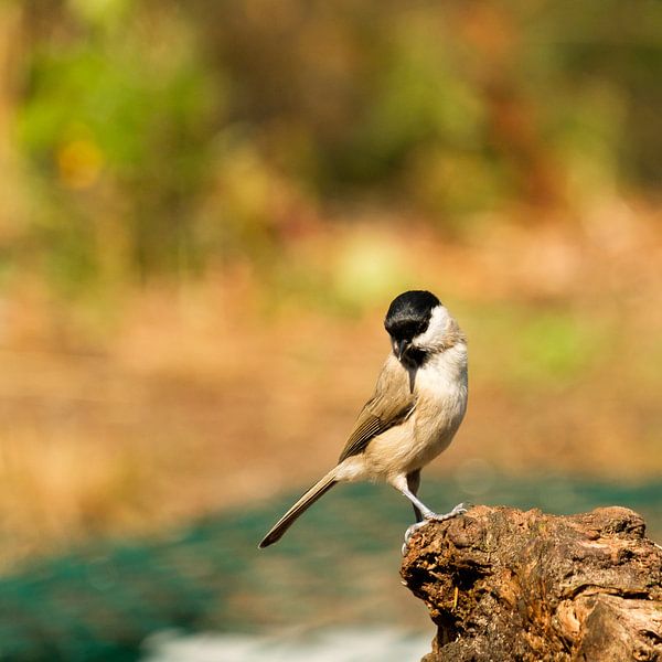 Glosshead by Elly van Veen