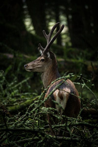 Cerfs rouges dans les Highlands écossais par Ken Costers