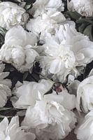 üppig blühende weiße Pfingstrosen - romantisches Blumenposter im vintage Look