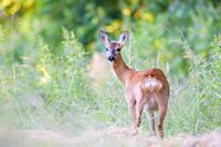 Roe Deer
