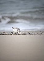Dear Wadden bird on Texel