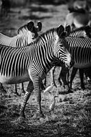 Zebra in black and white