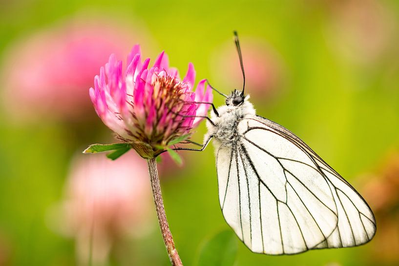 Baumweißling von Alena Holtz