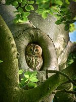 Tawny owl in the old beech tree