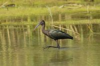 Schwarzer Ibis