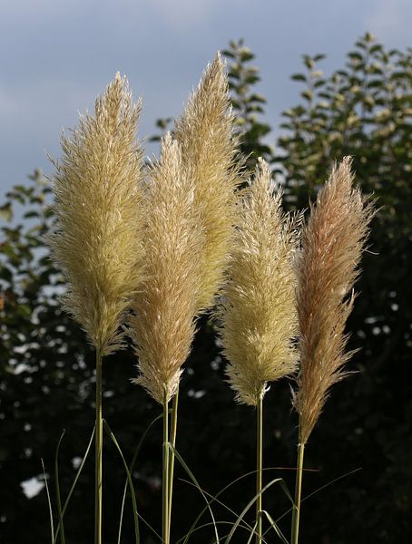 American pampas grass by Matthias Brix
