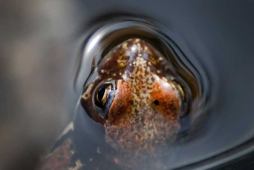 Red frog by Mariska Hofman