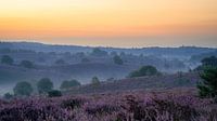 Heather in bloom before sunrise