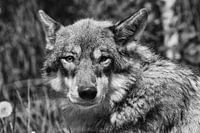 Wolf Black and White