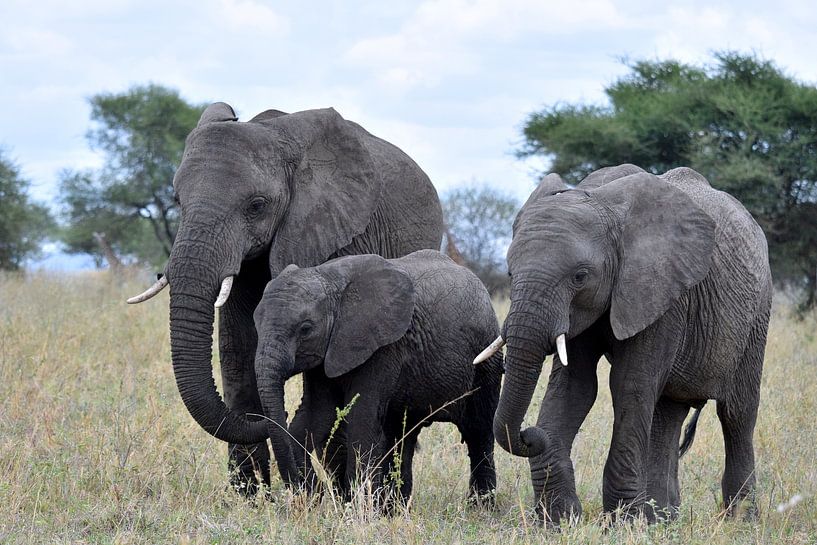 Drei Dickhäuter von Wiltrud Schwantz