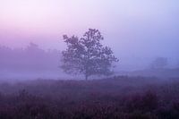 einsamer Baum im Nebel.