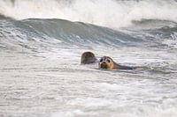seals in the sea