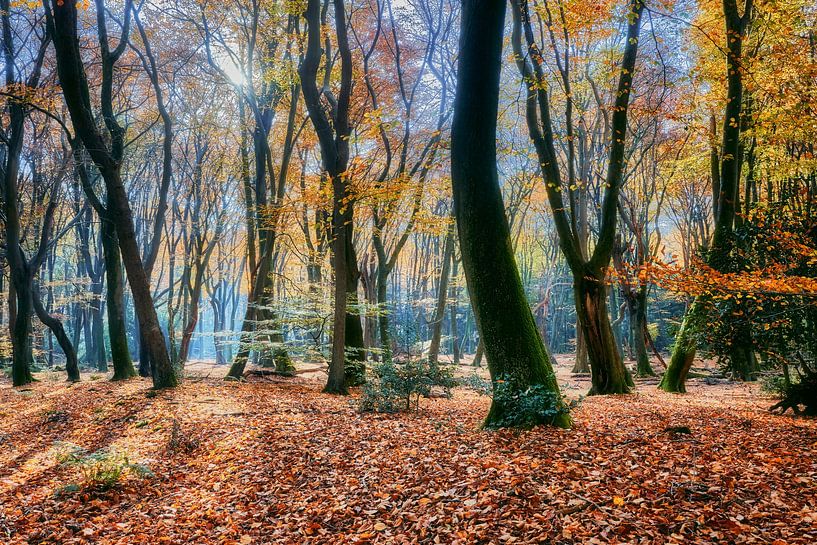 Autumn splendour in the Speulder forest with beautiful autumn colours by eric van der eijk