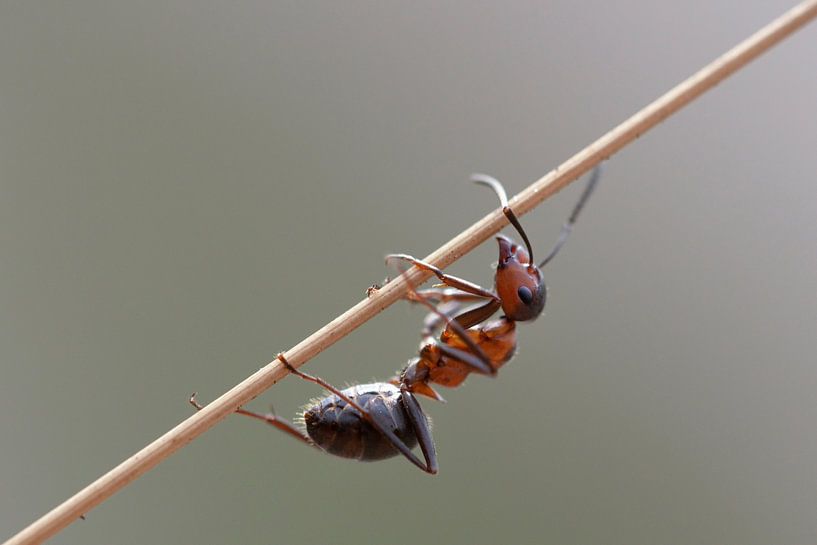 Red wood ant on a grass stem by Eric Wander