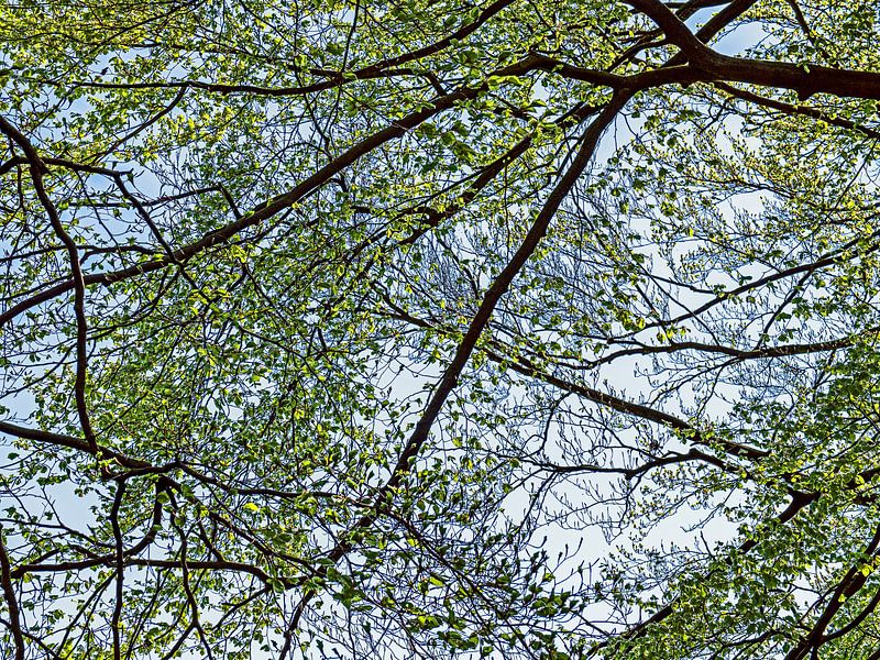 Patterns in the forest by Hanneke Luit