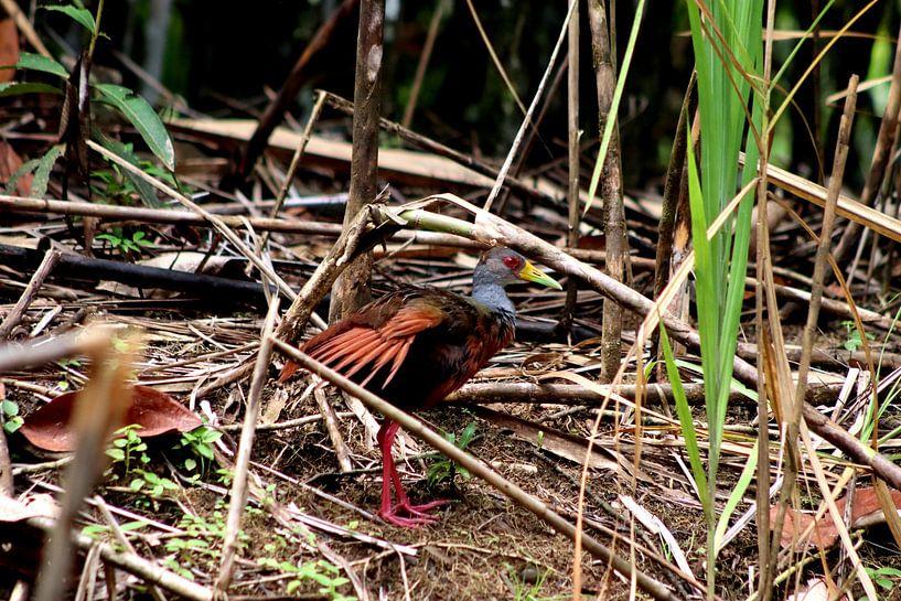Cayennebosral par Paul Emons