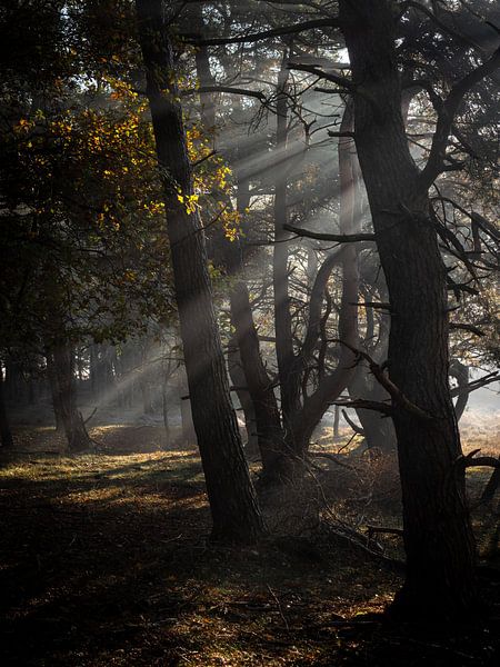 Light harp by Mattijs Diepraam