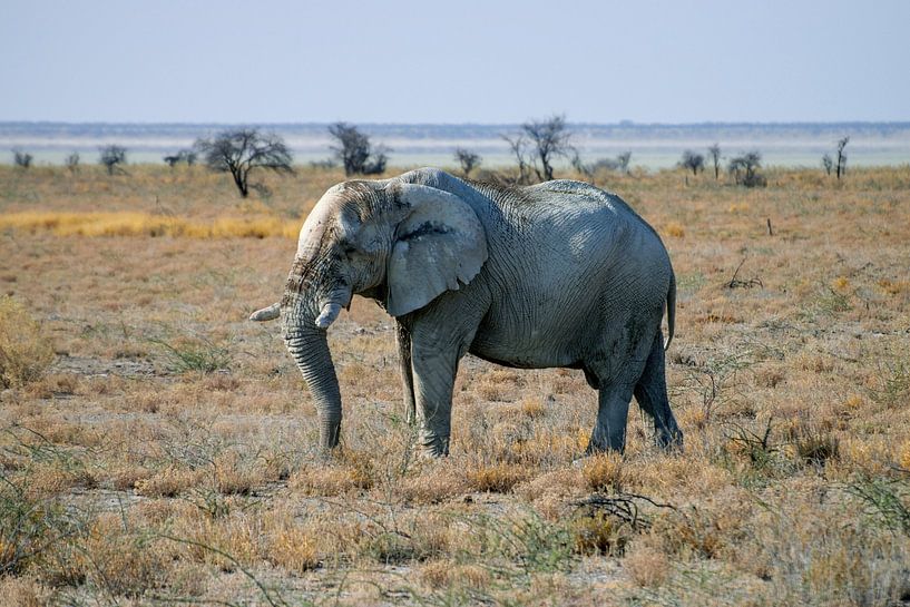 Der Elefant von Merijn Loch