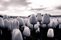 Tulip Sunset BW