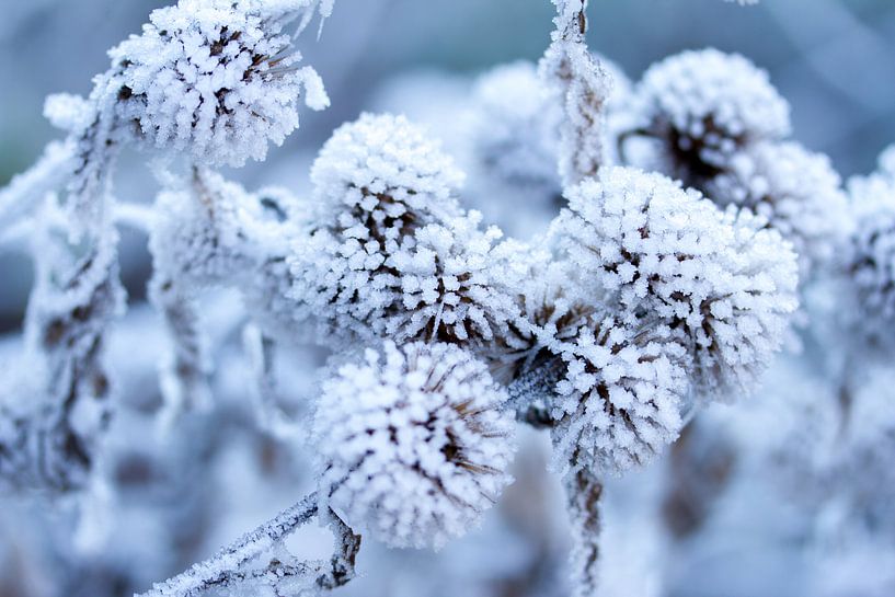 verschneite Tannenzapfen von Karijn | Fine art Natuur en Reis Fotografie