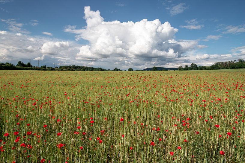 Poppies in a field in Germany by de-nue-pic