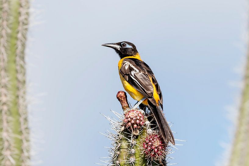 Orangefarbener Trupial auf einem Kaktus von Tim Emmerzaal
