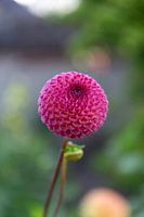 Dahlia Amber Kristall